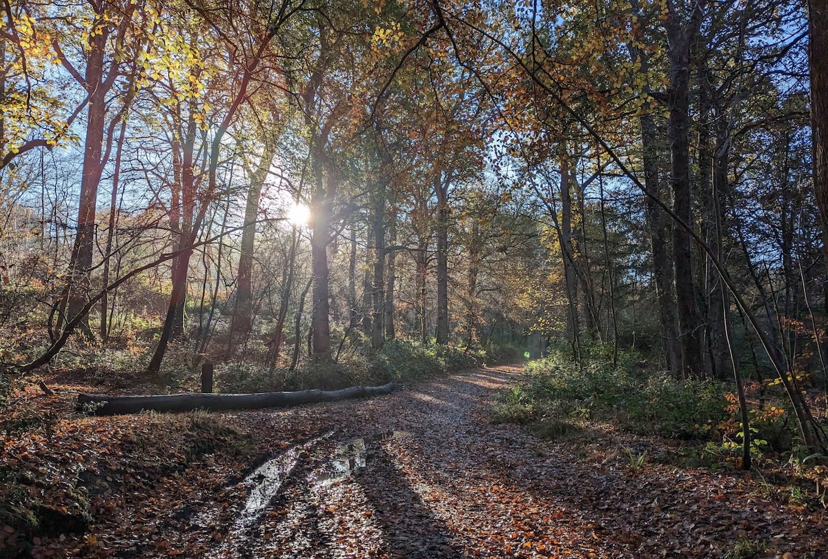 The woodland path near the house where Latimer Summer School is held